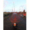 CORNUS sanguinea ANNY'S WINTER ORANGE - Cornouiller sanguin En pot de 10-12 litres buisson hauteur 080-100 cm