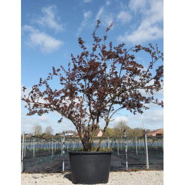 MALUS INDIAN MAGIC - Pommier d'ornement En pot de 210-230 litres cépée hauteur 300-350 cm