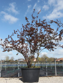MALUS INDIAN MAGIC - Pommier d'ornement En pot de 210-230 litres cépée hauteur 300-350 cm