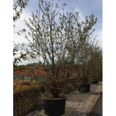 PRUNUS serrula - Cerisier du Tibet En pot de 180-210 litres cépée 300-350 cm