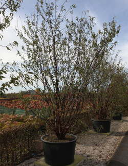PRUNUS serrula - Cerisier du Tibet En pot de 180-210 litres cépée 300-350 cm