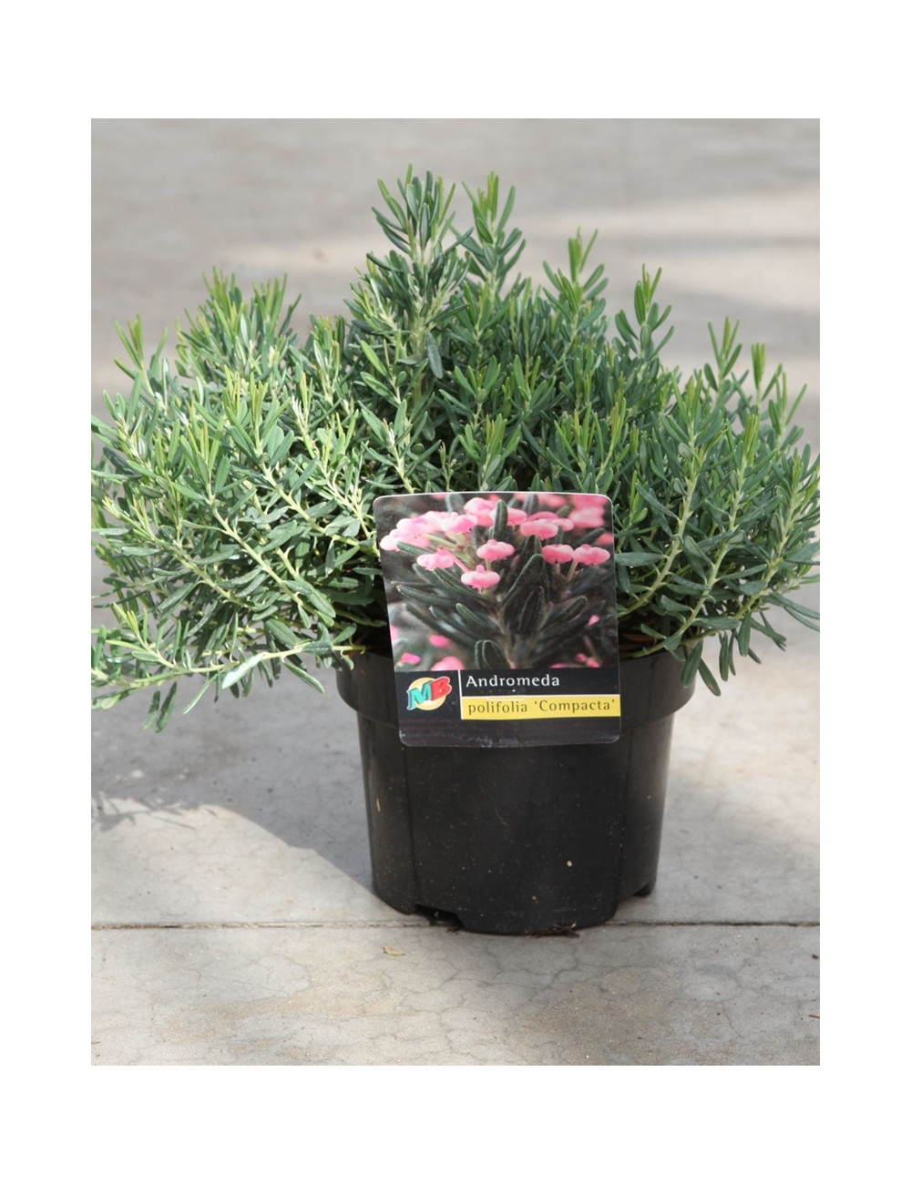ANDROMEDA polifolia COMPACTA - Andromède naine à feuillage persistant et floraison rose En pot de 2-3 litres buisson