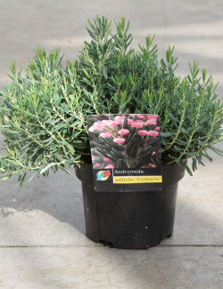 ANDROMEDA polifolia COMPACTA - Andromède naine à feuillage persistant et floraison rose En pot de 2-3 litres buisson