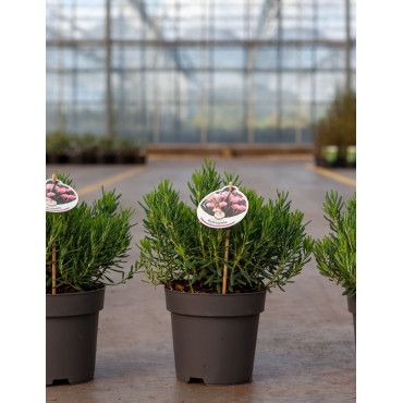 ANDROMEDA polifolia COMPACTA - Andromède naine à feuillage persistant et floraison rose En pot de 2-3 litres buisson