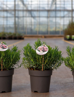 ANDROMEDA polifolia COMPACTA - Andromède naine à feuillage persistant et floraison rose En pot de 2-3 litres buisson