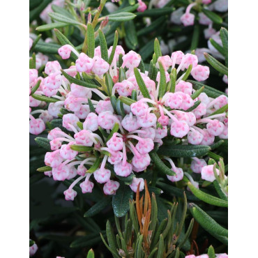 ANDROMEDA polifolia COMPACTA - Andromède naine à feuillage persistant et floraison rose