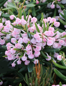ANDROMEDA polifolia COMPACTA - Andromède naine à feuillage persistant et floraison rose
