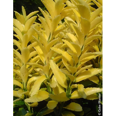 EUONYMUS japonicus HAPPINESS® - Fusain du Japon