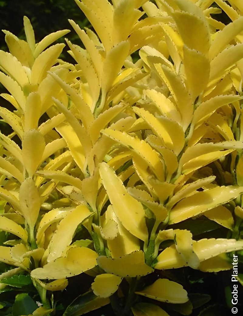 EUONYMUS japonicus HAPPINESS® - Fusain du Japon