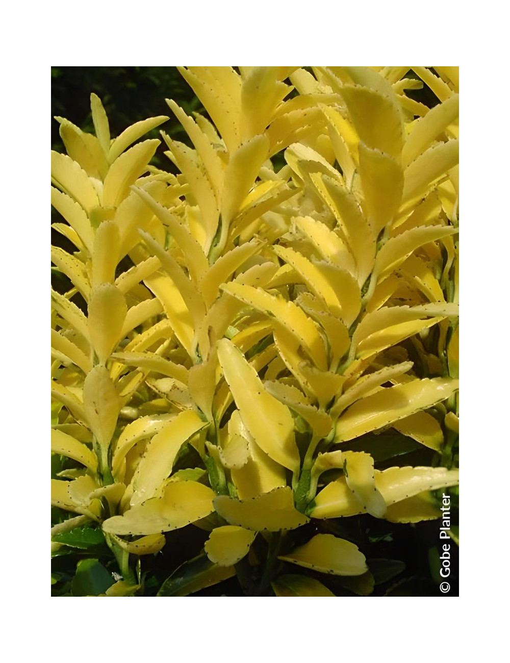 EUONYMUS japonicus HAPPINESS® - Fusain du Japon