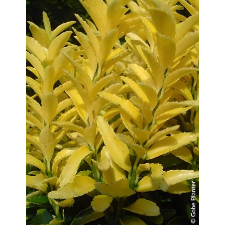 EUONYMUS japonicus HAPPINESS® - Fusain du Japon