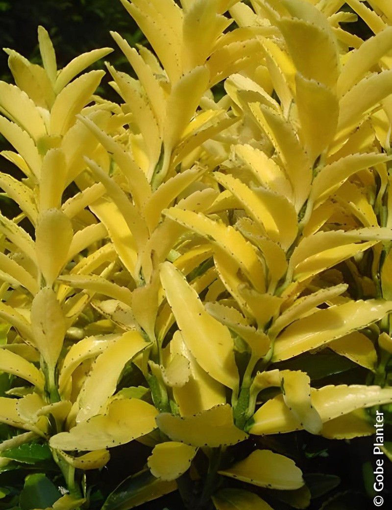 EUONYMUS japonicus HAPPINESS® - Fusain du Japon