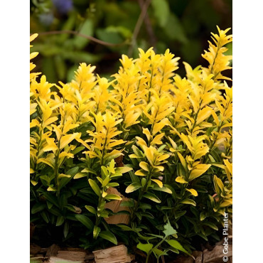 EUONYMUS japonicus HAPPINESS® - Fusain du Japon