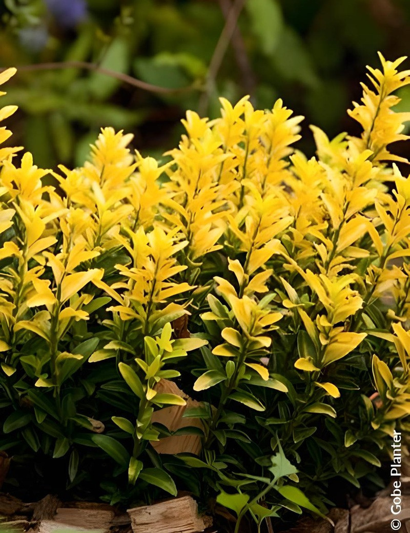 Plante Fusain Du Japon