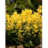 EUONYMUS japonicus HAPPINESS® - Fusain du Japon