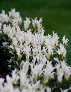 EUONYMUS japonicus PALOMA BLANCA® - Fusain du Japon