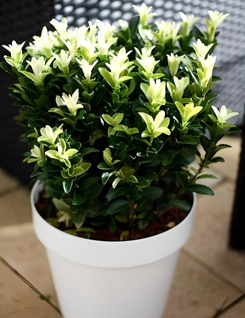 EUONYMUS japonicus PALOMA BLANCA® - Fusain du Japon