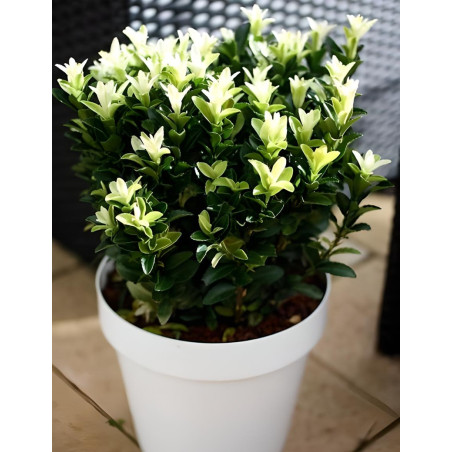 EUONYMUS japonicus PALOMA BLANCA® - Fusain du Japon