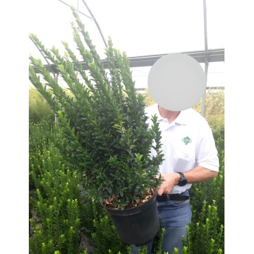 EUONYMUS japonicus PALOMA BLANCA® - Fusain du Japon En pot de 10-12 litres buisson extra