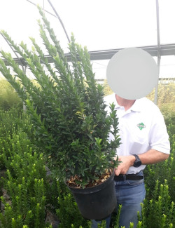 EUONYMUS japonicus PALOMA BLANCA® - Fusain du Japon En pot de 10-12 litres buisson extra