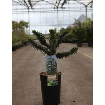 ARAUCARIA araucana - Désespoir des singes En pot de 4-5 litres hauteur 030-040 cm