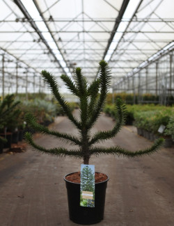 ARAUCARIA araucana En pot de 10-12 litres hauteur 050-060 cm