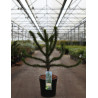 ARAUCARIA araucana En pot de 10-12 litres hauteur 050-060 cm