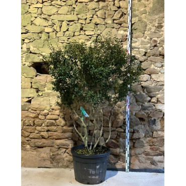 OSMANTHUS burkwoodii - Osmanthe Pot multi-troncs remontés hauteur 150-175 cm