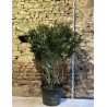 OSMANTHUS burkwoodii - Osmanthe Pot multi-troncs remontés hauteur 150-175 cm