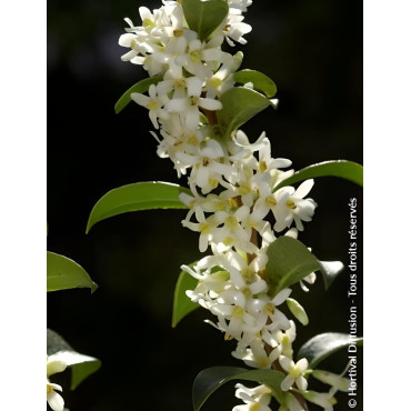 OSMANTHUS burkwoodii - Osmanthe
