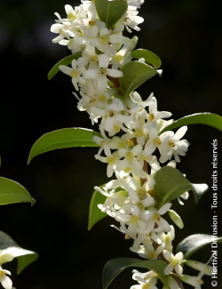 OSMANTHUS burkwoodii - Osmanthe