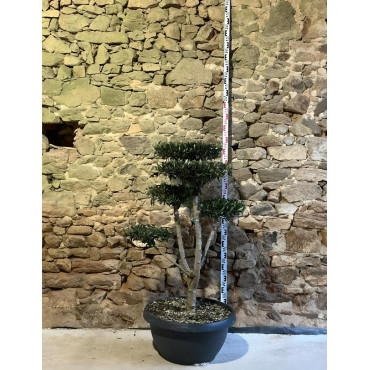 OLEA EUROPAEA - Olivier commun, Olivier d'Europe Pot pompons plateaux hauteur 120-130 cm