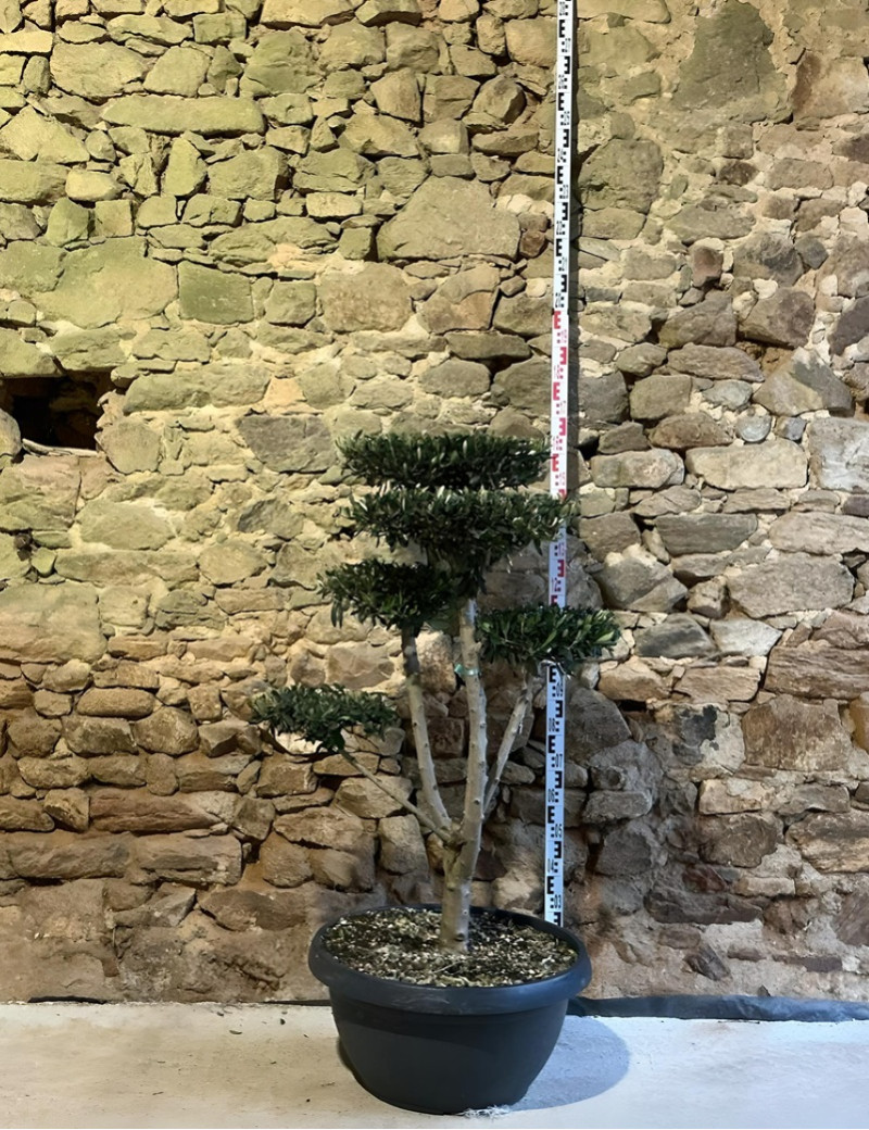 OLEA EUROPAEA - Olivier commun, Olivier d'Europe Pot pompons plateaux hauteur 120-130 cm