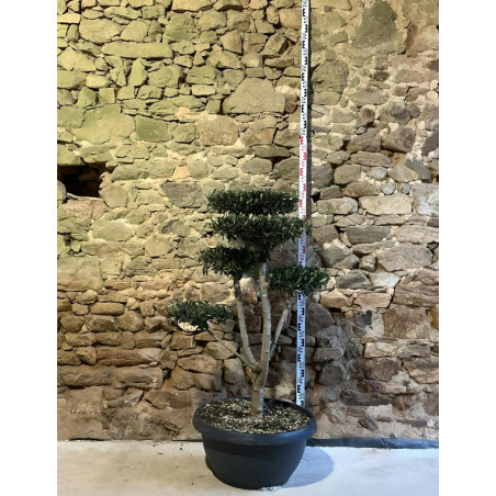 OLEA EUROPAEA - Olivier commun, Olivier d'Europe Pot pompons plateaux hauteur 120-130 cm