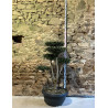 OLEA EUROPAEA - Olivier commun, Olivier d'Europe Pot pompons plateaux hauteur 120-130 cm