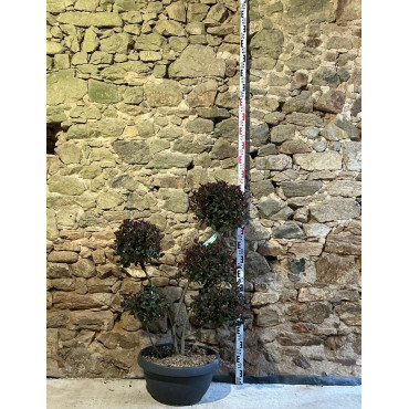 PHOTINIA fraseri CARRÉ ROUGE - Photinia Pot pompons hauteur 090-110 cm