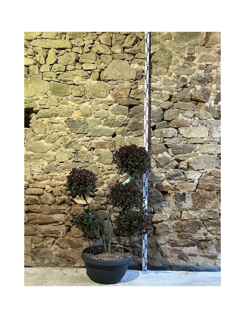 PHOTINIA fraseri CARRÉ ROUGE - Photinia Pot pompons hauteur 090-110 cm