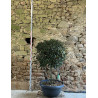 PHOTINIA fraseri CARRÉ ROUGE - Photinia Pot multi-troncs remontés hauteur 120-140 cm