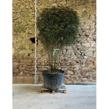 PHOTINIA fraseri CARRÉ ROUGE - Photinia Pot multi-troncs remontés hauteur 175-200 cm