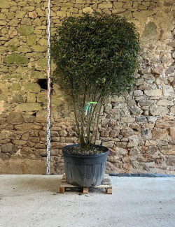 PHOTINIA fraseri CARRÉ ROUGE - Photinia Pot multi-troncs remontés hauteur 175-200 cm