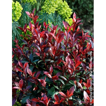 PHOTINIA fraseri CARRÉ ROUGE - Photinia