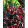 PHOTINIA fraseri CARRÉ ROUGE - Photinia