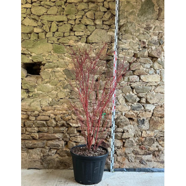 ACER palmatum SENKAKI ou SANGOKAKU - Érable du Japon Pot buisson hauteur 150-175 cm