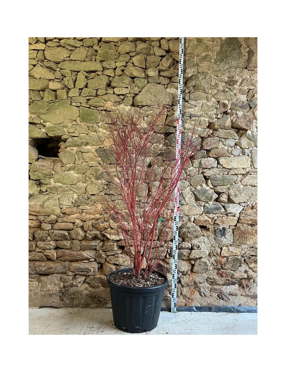 ACER palmatum SENKAKI ou SANGOKAKU - Érable du Japon Pot buisson hauteur 150-175 cm