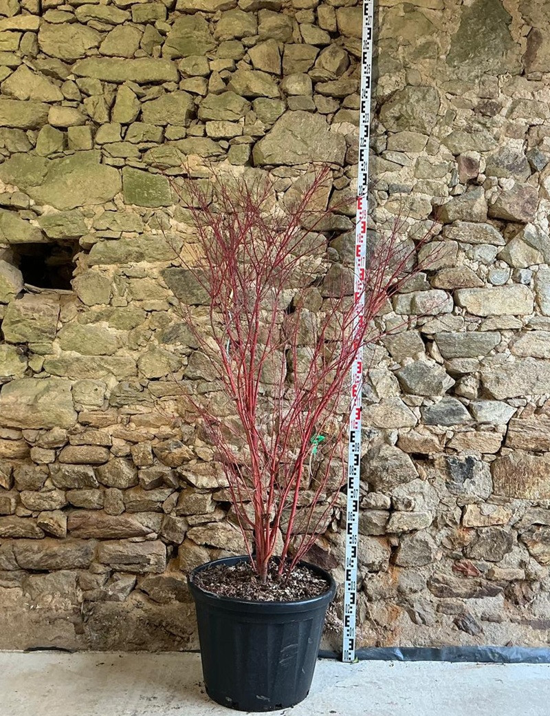 ACER palmatum SENKAKI ou SANGOKAKU - Érable du Japon Pot buisson hauteur 150-175 cm
