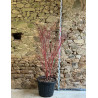 ACER palmatum SENKAKI ou SANGOKAKU - Érable du Japon Pot buisson hauteur 150-175 cm