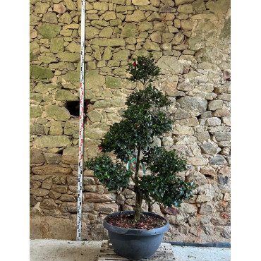 CAMELLIA sasanqua ROSE - Camélia d'automne Pot bonsaï hauteur 140-160 cm