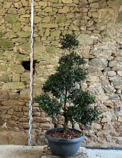 CAMELLIA sasanqua ROSE - Camélia d'automne Pot bonsaï hauteur 140-160 cm