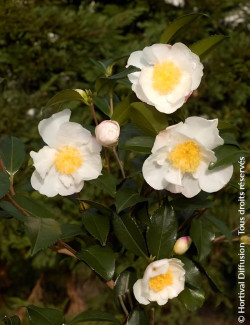CAMELLIA sasanqua BLANC - Camélia d'automne