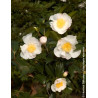 CAMELLIA sasanqua BLANC - Camélia d'automne